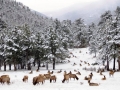 Winter wildlife in Grand Lake Colorado