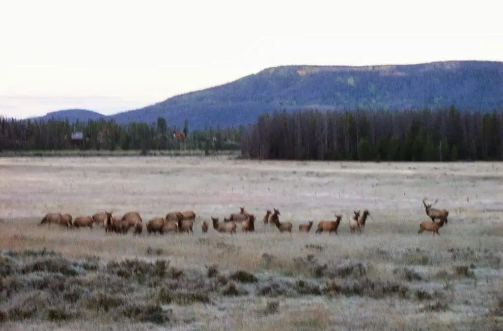 Race for the Cure, Bugling Elk, Golden Aspen Leaves and Beautiful Autumn Weather!