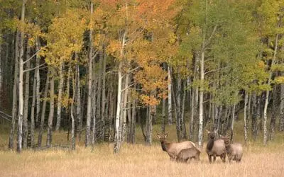 Celebrate Labor Day Weekend & Constitution Week in Grand Lake