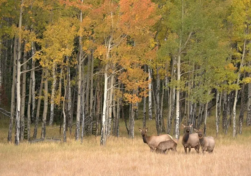 Celebrate Labor Day Weekend & Constitution Week in Grand Lake