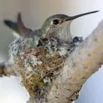 Hummingbird