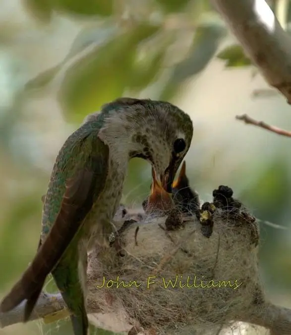 Wildlife, Wonder & the Beauty of Spring in Grand Lake, Colorado