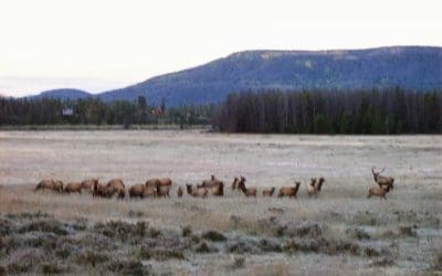 Race for the Cure, Bugling Elk, Golden Aspen Leaves and Beautiful Autumn Weather!