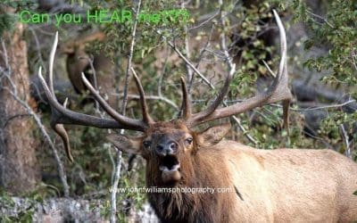 Elk bugling, Halloween Festivities, Hunting and More!