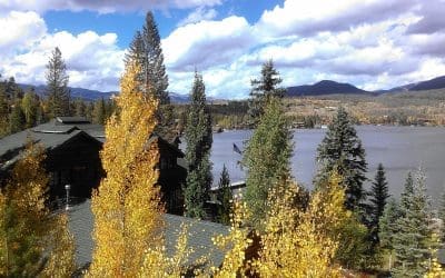 Bugling Elk and Golden Aspen Leaves