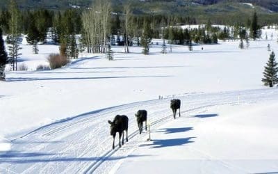 Spring Snowshoeing in Rocky Mountain National Park