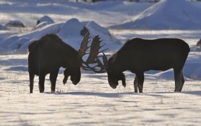 Grand Lake Getaways: 5 Romantic Lodging Choices and Cabins in Colorado to Warm the Heart