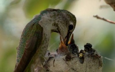 Wildlife, Wonder & the Beauty of Spring in Grand Lake, Colorado