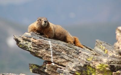 It’s Still Summer in Grand Lake & Rocky Mountain National Park